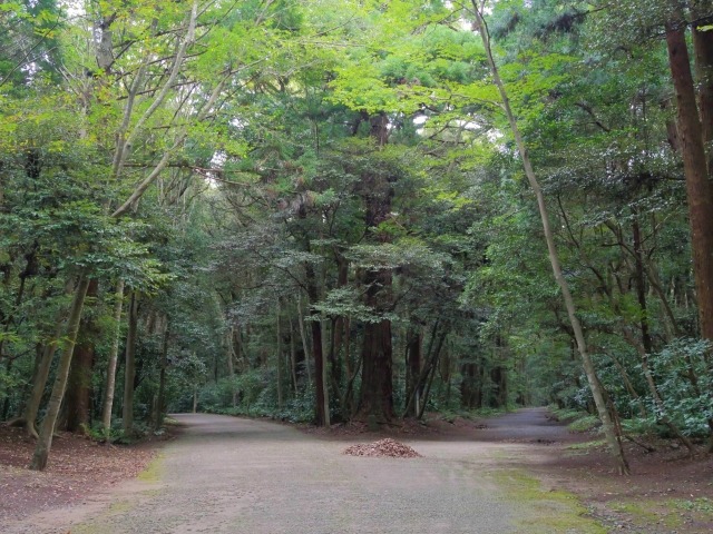 道が二つに分かれている分かれ道