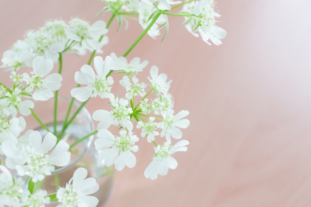 小さな花が咲いている様子